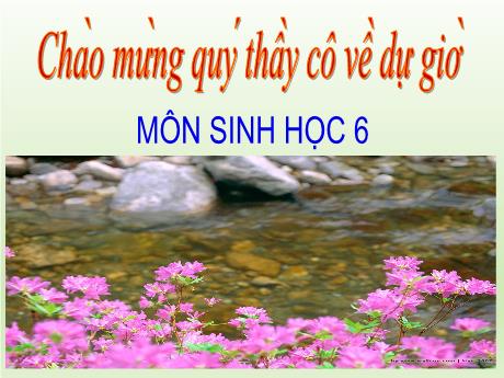 Bài giảng Sinh học Lớp 6 - Bài 18: Đa dạng nấm